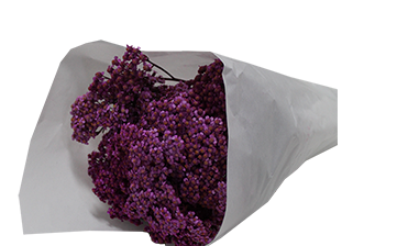 <h4>ACHILLEA MILLEFOLIUM ROSA TINTURADA 070 CM</h4>