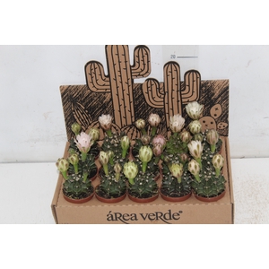 CACTUS GYMNOCALYCIUM MIHANOVICHII P06