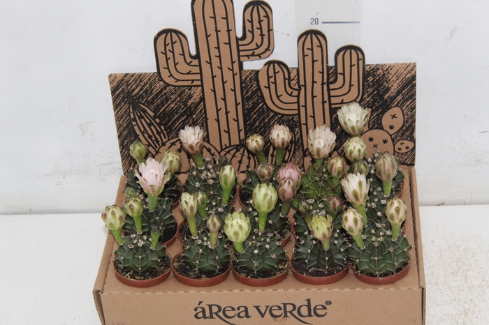 <h4>CACTUS GYMNOCALYCIUM MIHANOVICHII P06</h4>