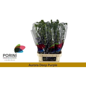 DELPH DU AURORA DP P