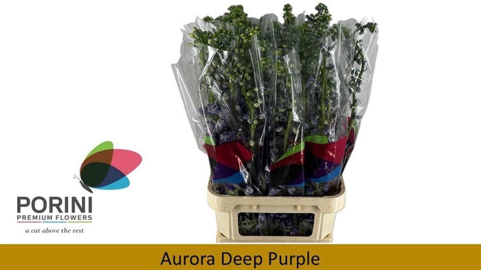 <h4>DELPH DU AURORA DP P</h4>