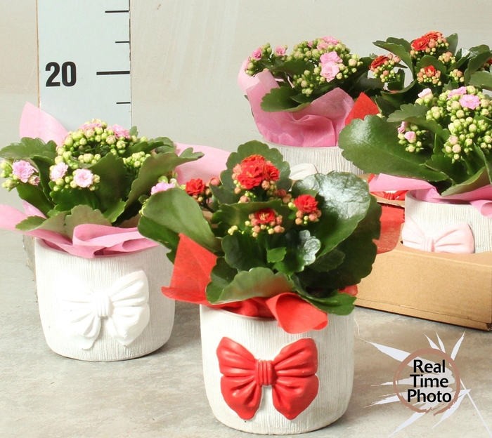 <h4>ARR KAMERPL</h4>