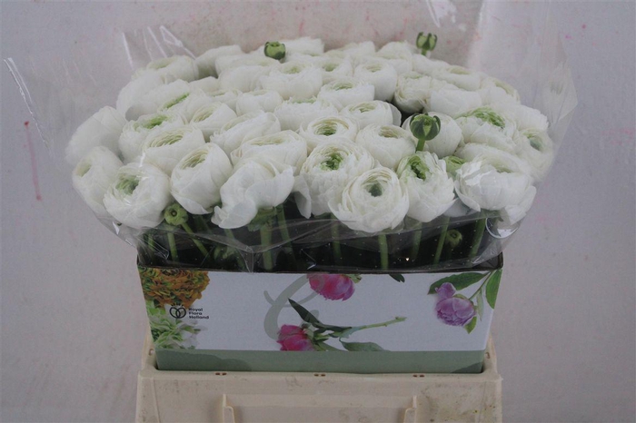 <h4>Ran Cloni 1 White Succes</h4>