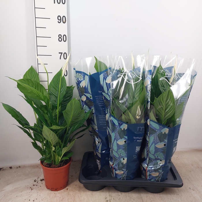 <h4>SPATH VIVALDI</h4>