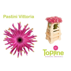GERBERA PASTINI VITTORIA