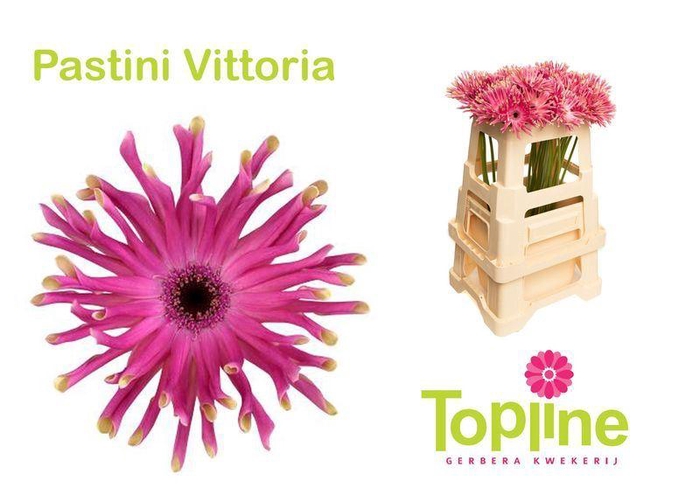 <h4>GERBERA PASTINI VITTORIA</h4>