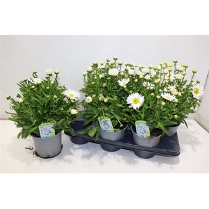 Leuc S Dwarf Snow La