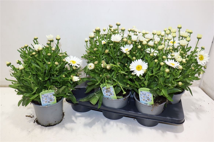 Leuc S Dwarf Snow La
