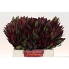 Leucadendron Saf Sunset Dark R.