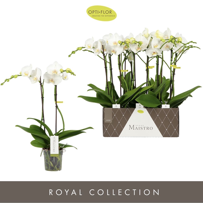 <h4>Phalaenopsis wit meer takken</h4>