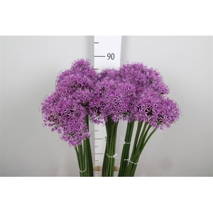 Allium Gladiator