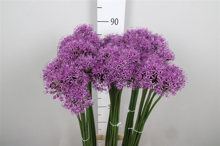 <h4>Allium Gladiator</h4>