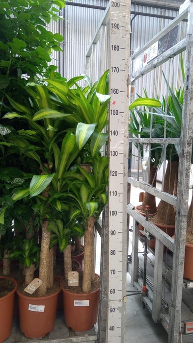 <h4>Dracaena frag. 'Massangeana'</h4>