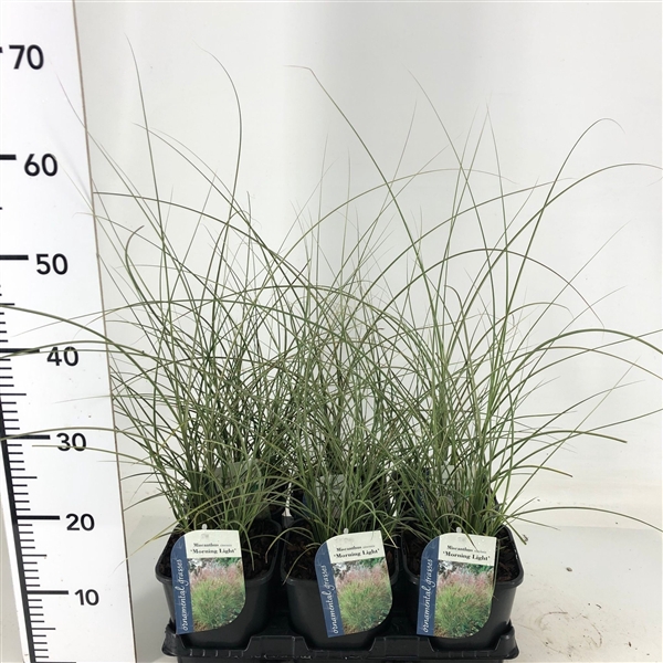 <h4>Miscanthus sin. Morning Light</h4>