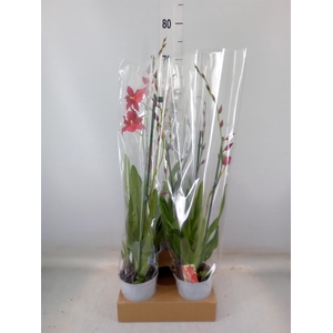 Burrageara  'Nelly Isler'