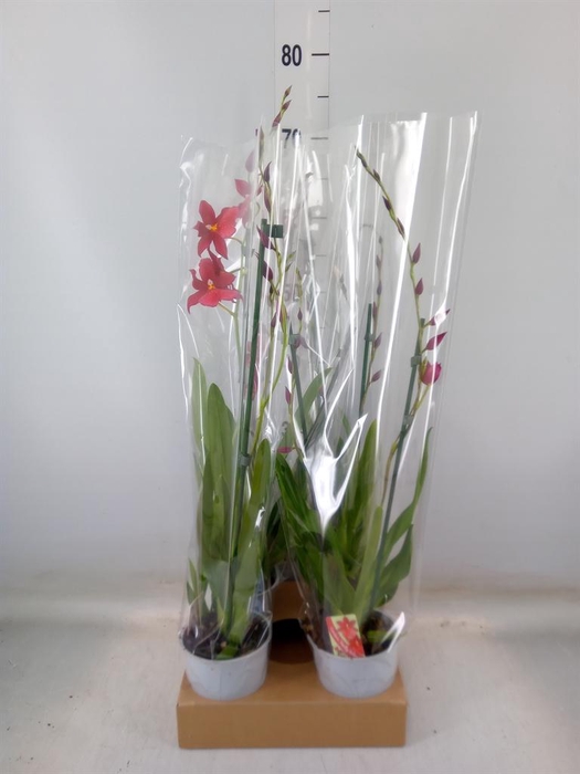 <h4>Burrageara  'Nelly Isler'</h4>