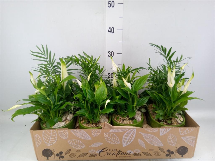 <h4>Arr.   Kamerplant Bloei H%</h4>