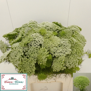 AMMI VISNAGA