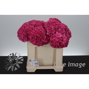 Hydrangea rodeo red