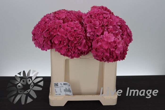 <h4>Hydrangea rodeo red</h4>