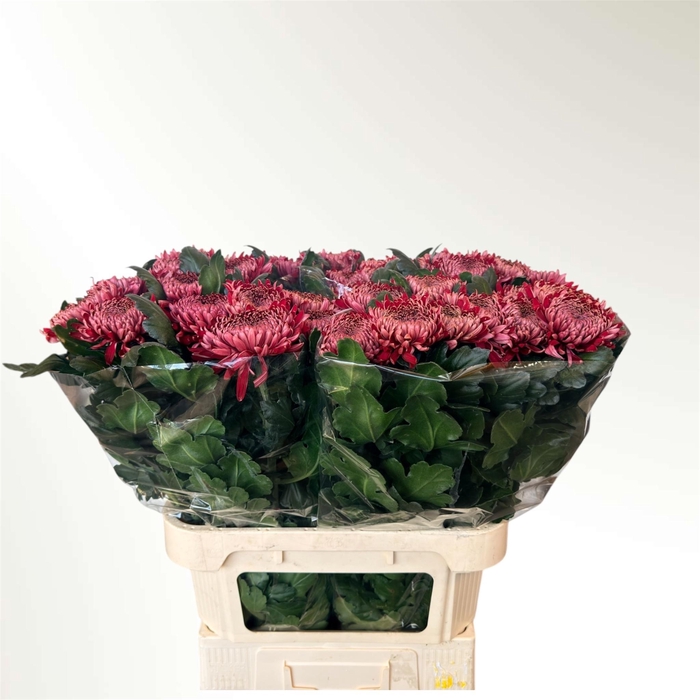 <h4>CHR G REGALM ROOD</h4>