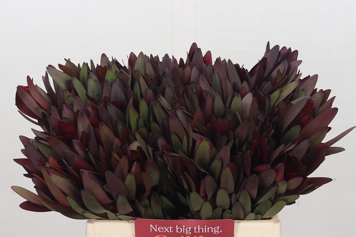 <h4>Leucadendron Saf Sunset Dark R.</h4>