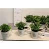 Coffea Arabica Arabica In Cups