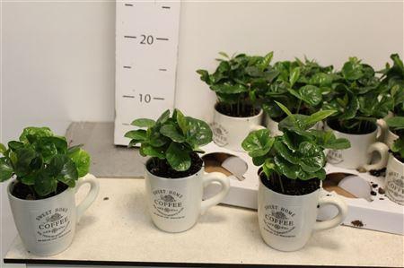 Coffea Arabica Arabica In Cups