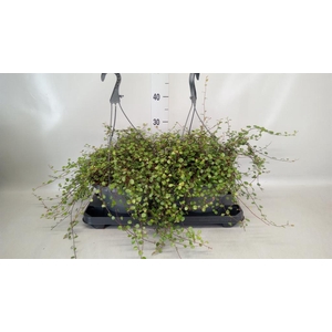 Muehlenbeckia com. 'Mao'ri'