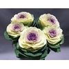 Brassica crane ruffle bicolour