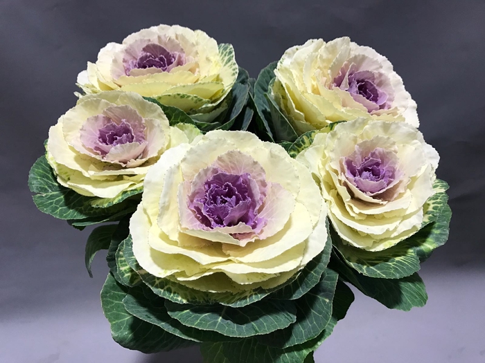 Brassica crane ruffle bicolour