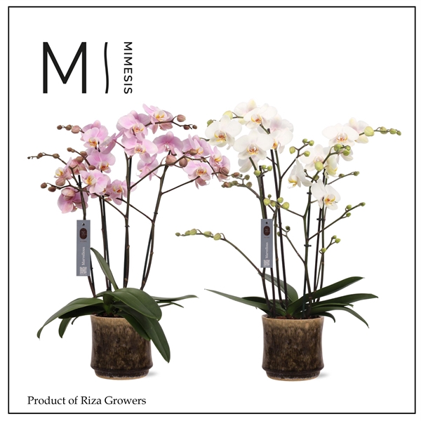 <h4>Mimesis Phal. Marvellous Mix - 50+ flowers 17cm in Nolan Ceramic</h4>