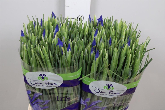 <h4>Iris Prof Blaauw</h4>