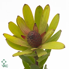 Leucadendron Rosette