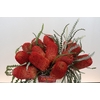 Banksia Speciosa Red