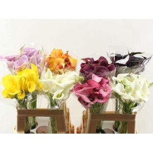 Zant Ov Gem Mix Calla Double