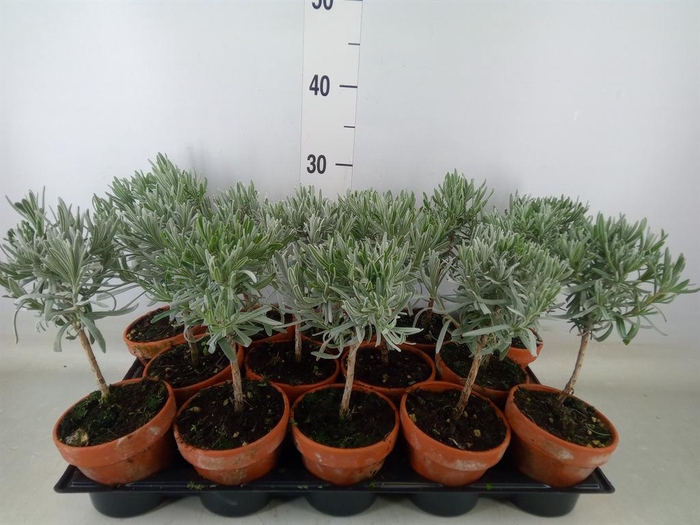 <h4>Thymus vulgaris</h4>