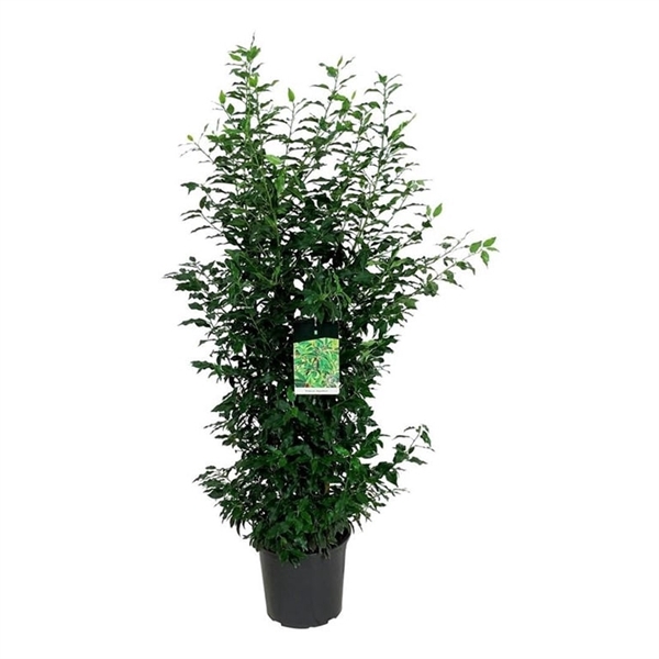<h4>Prunus lus. 'Angustifolia'</h4>
