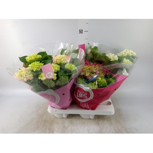Hydrangea mac.   ...mix