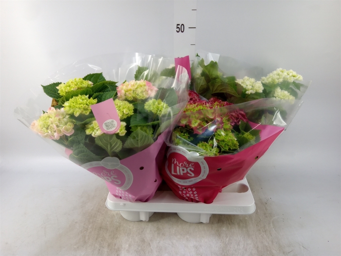 <h4>Hydrangea mac.   ...mix</h4>