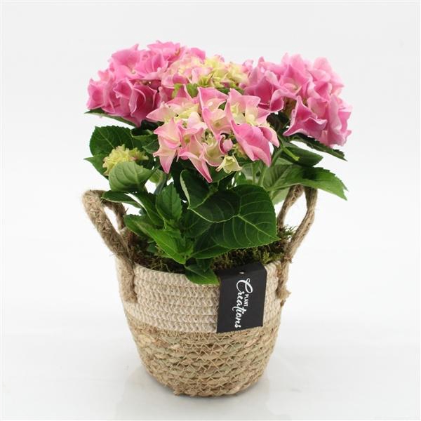 <h4>Arrangementen Hydrangea 6%</h4>