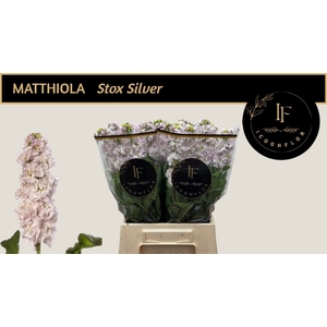 MATTH STOX SILVER