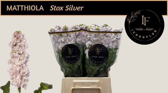<h4>MATTH STOX SILVER</h4>