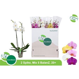 Phal Gem 5 Kl 2 Tak