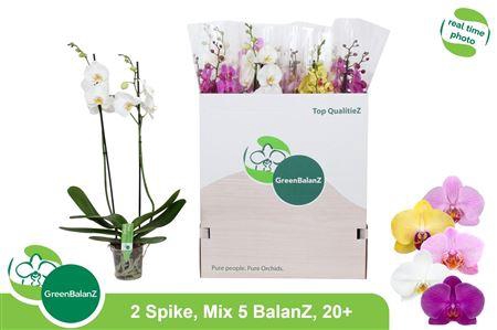 <h4>Phal Gem 5 Kl 2 Tak</h4>