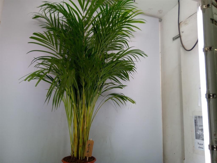<h4>Dypsis lutescens   ...Chrysalidoca</h4>