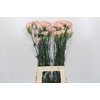 Dianthus St Creola