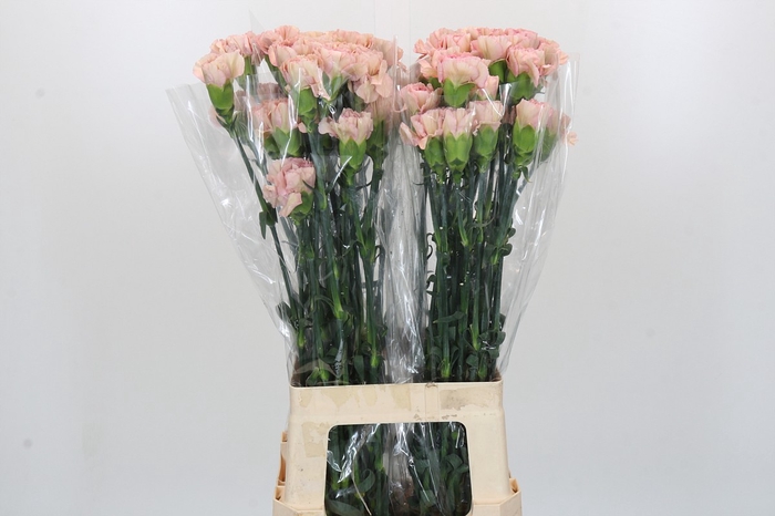 Dianthus St Creola