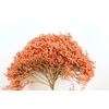 Dried Statice Tatarica Pkg Salmon 4kg Box