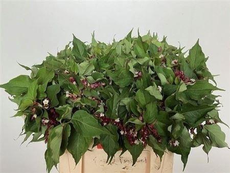 <h4>LEYCESTER F PURPLE R</h4>